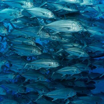 Pesca e monitoraggio ambientale